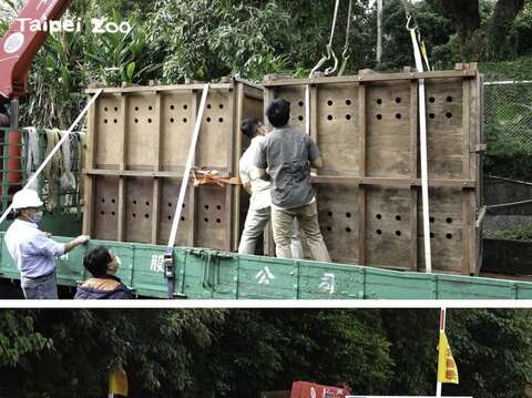 查普曼斑馬「蘭桂」與「芳琳」在專車的護送下，離開臺北動物園展開新生活