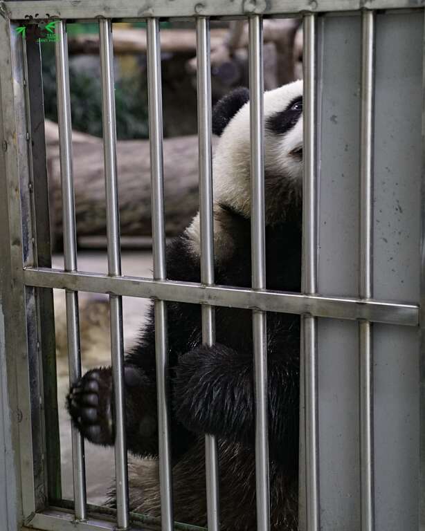 圆宝：保育员哥哥、姊姊，什麽时候换我上课呢？苹果要留一些给我吃哦！