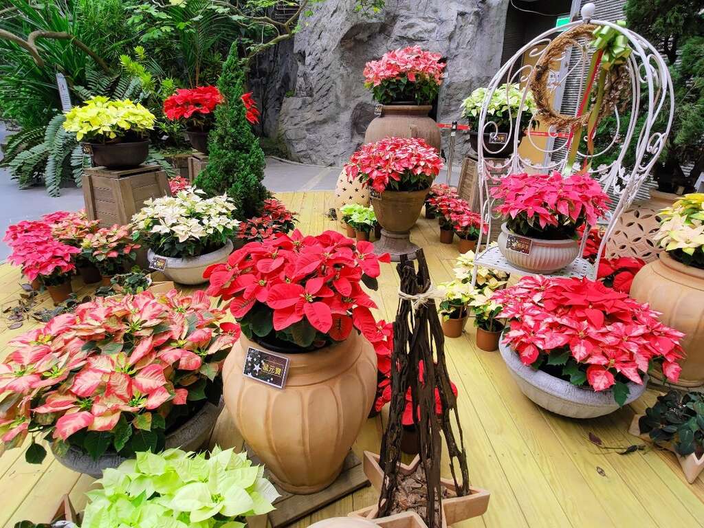 台北典藏植物园圣诞红特展 陈坤灿拍摄