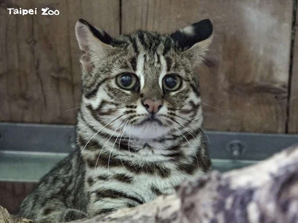 12月12日於猫缆动物园站还设有石虎教育驻站,欢迎大家来到现场,体验可爱的石虎滤镜、了解石虎的各种保育知识喔!