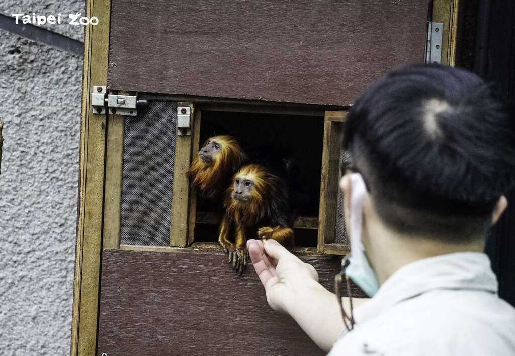 來到臺北市立動物園的金頭獅狨是兩隻雄性的個體，哥哥叫做「Kopi」弟弟叫做「Kaya」