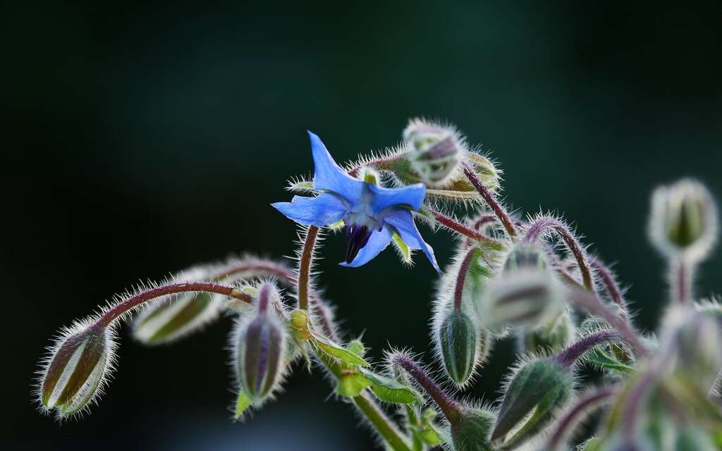 「琉璃苣」花如星型，花冠蓝紫色，是优良的园艺植栽。