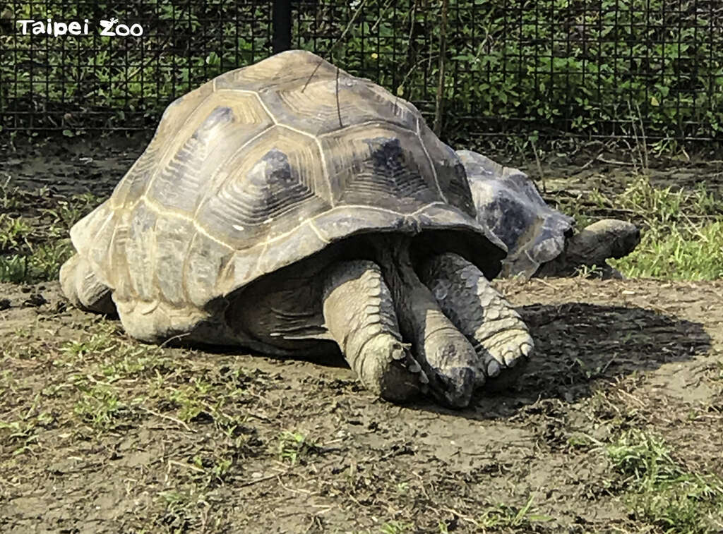 亚达伯拉象龟「帅哥」舒服的睡姿也常让人心头一惊（戴为愚摄）
