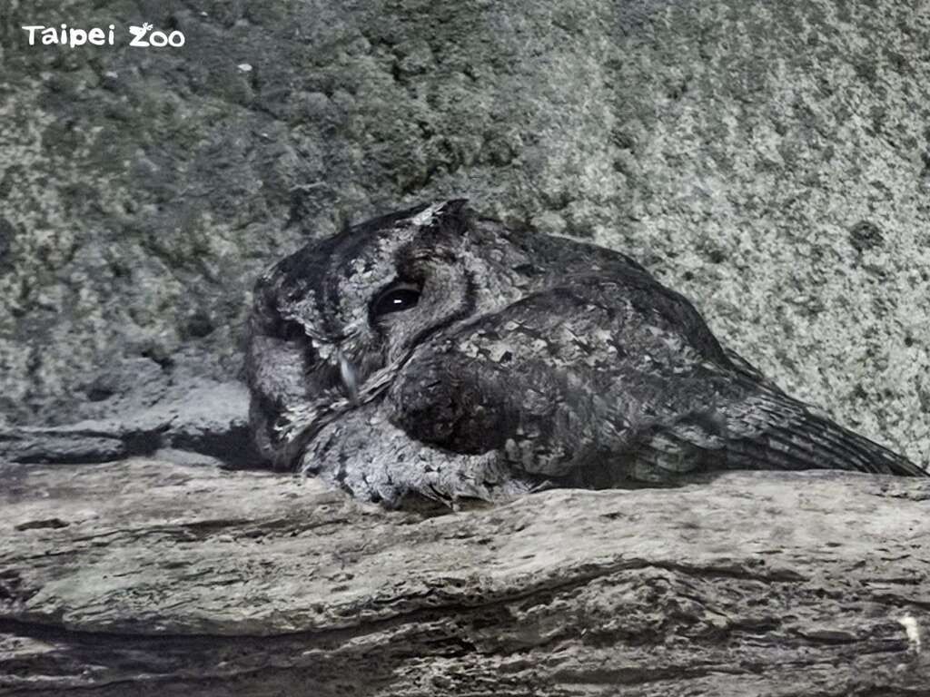 領角鴞聽到保育員開門的聲音,一臉被吵醒不耐煩的表情