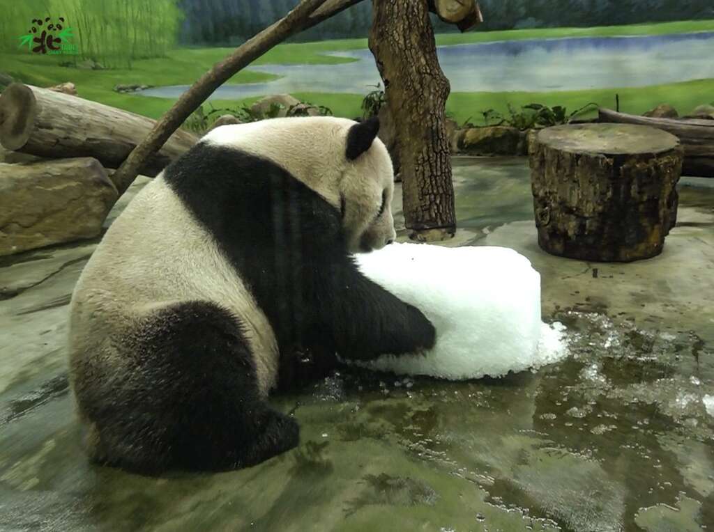 团团：奇怪！怎麽是「清冰」？！