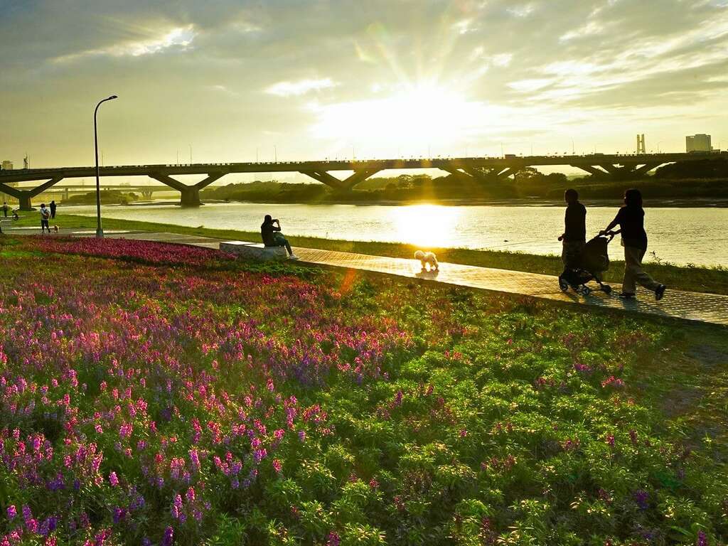 一边赏花，一边欣赏金黄色彩的淡水河面，是北市河滨独有的浪漫景致!