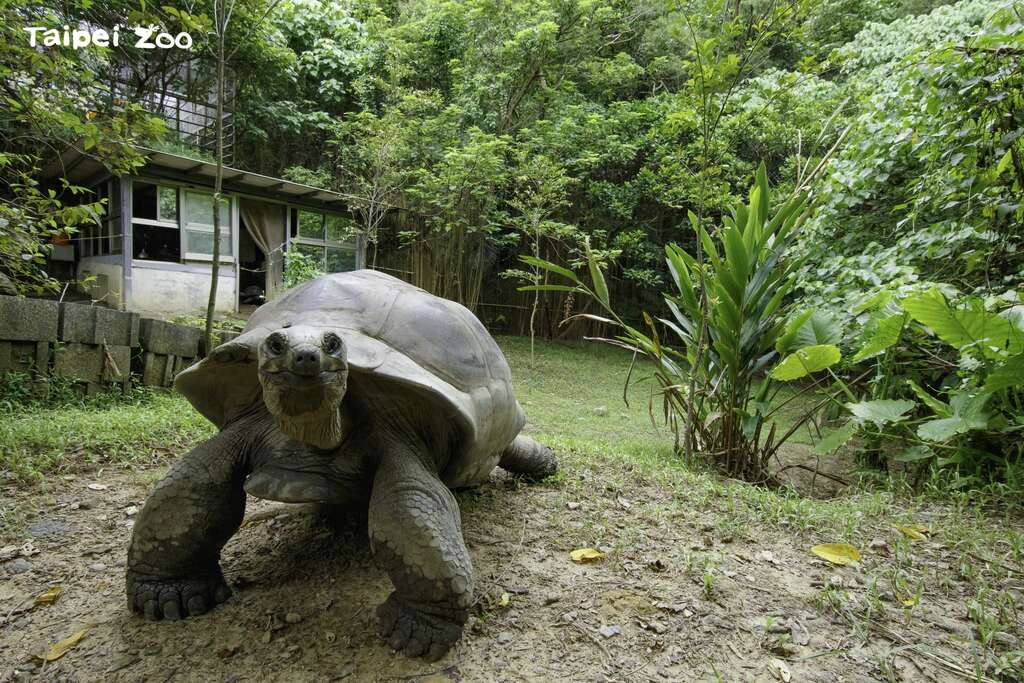收容中心除了照顧好這些瀕危動物的健康，也嘗試透過各種方式，為這些在野外存續大不易的物種盡一份心力，翻轉牠們的瀕危趨勢（亞達伯拉象龜-黃建宸攝）