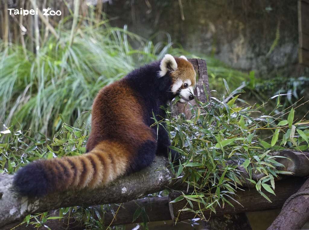 「美可」是位称职又美丽的小猫熊妈妈