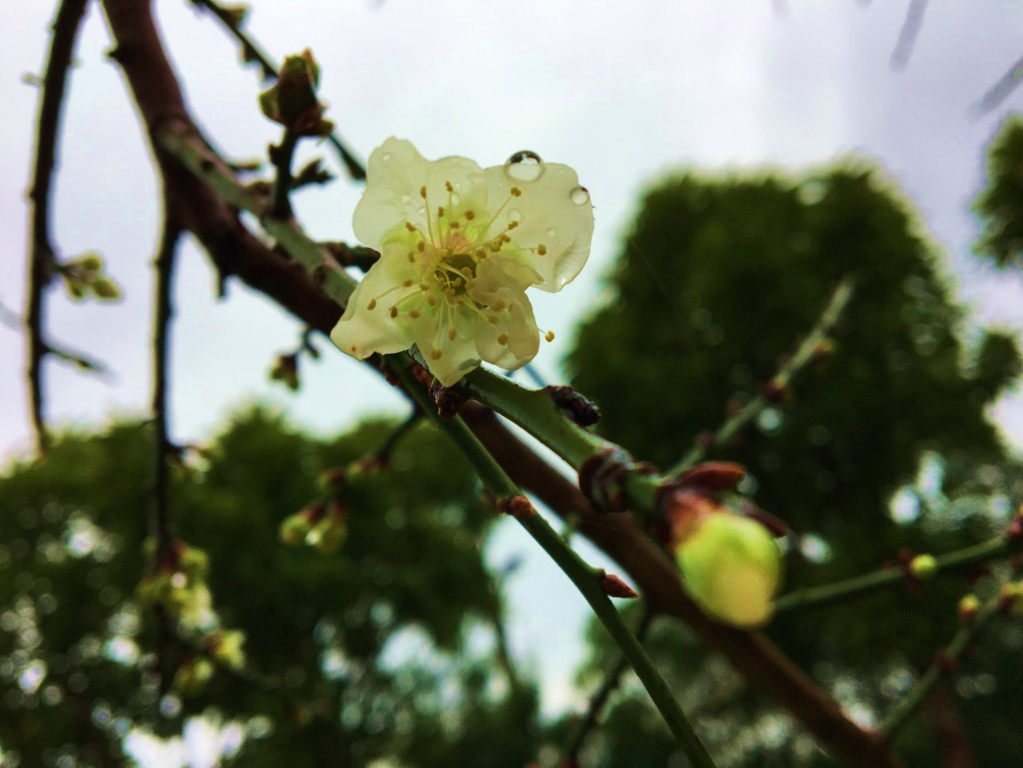 寒風中盛開的梅花