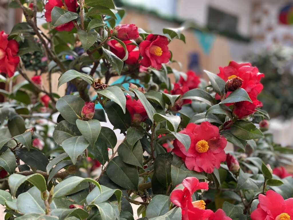 台北茶花展-茶花