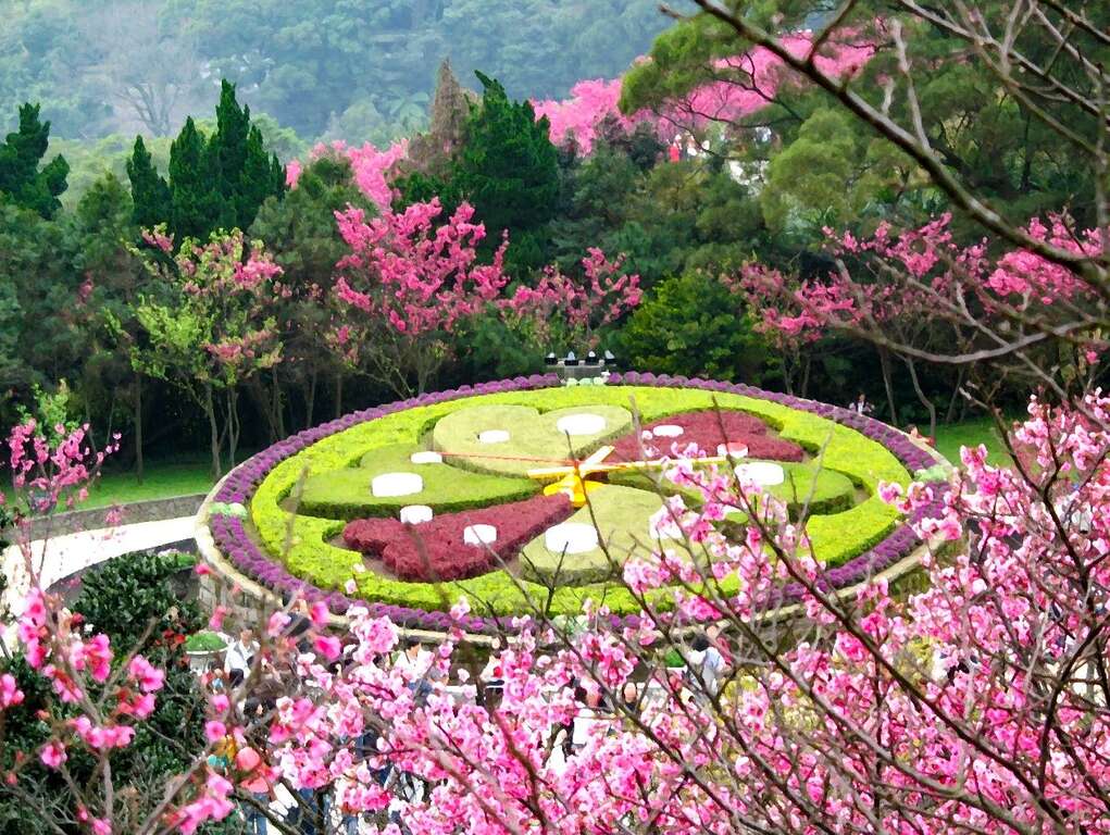 陽明山花季-花鐘