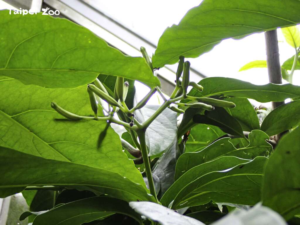 皮孙木也被称为「黏鸟树」