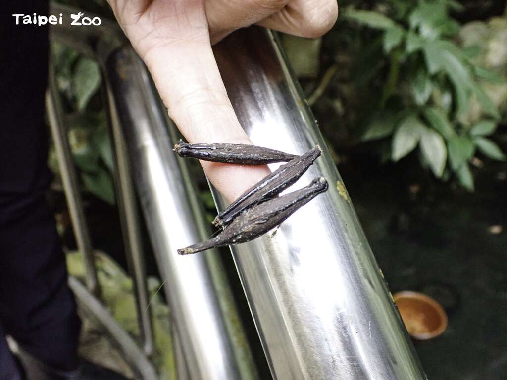 皮孙木的果实成熟由绿转成褐色时，果皮会分泌出黏液