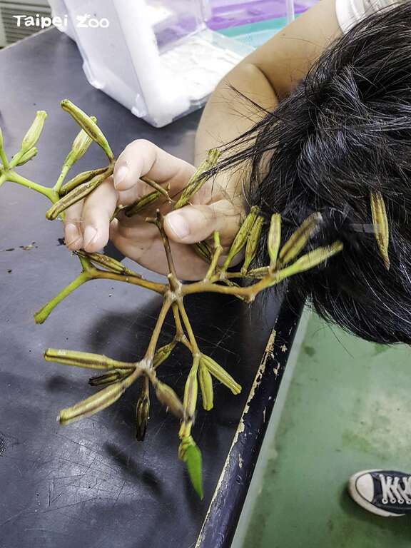 保育员的手和头发都被皮孙木的果实给黏住