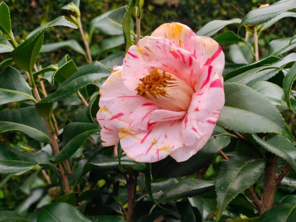 花紋特殊的茶花