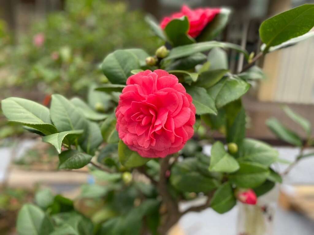 茶花綻放