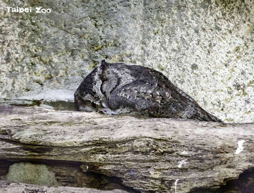 寝姿が奇妙な動物を見たことがありますか？