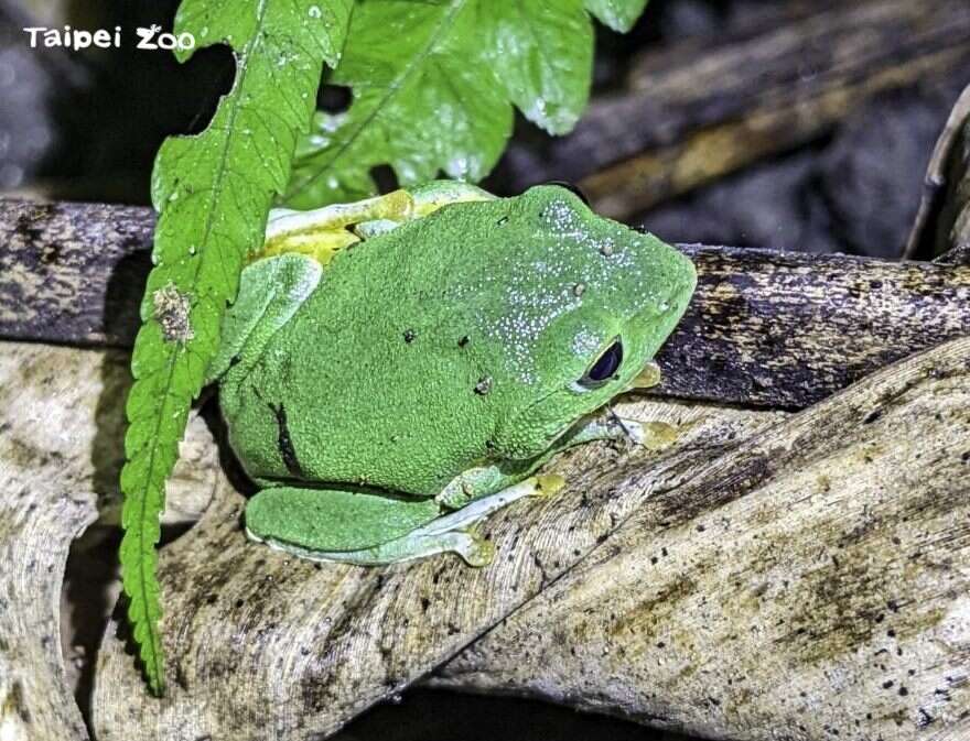 每年的10月到隔年的3月之間，是臺北樹蛙最活躍的季節（黃怡嘉攝）