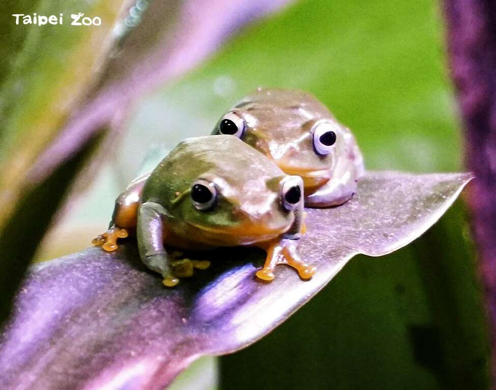 青蛙通常是夏夜合唱團的主要成員，不過臺北樹蛙卻偏偏喜歡反其道而行，當天氣越發嚴寒，越是愛得濃烈