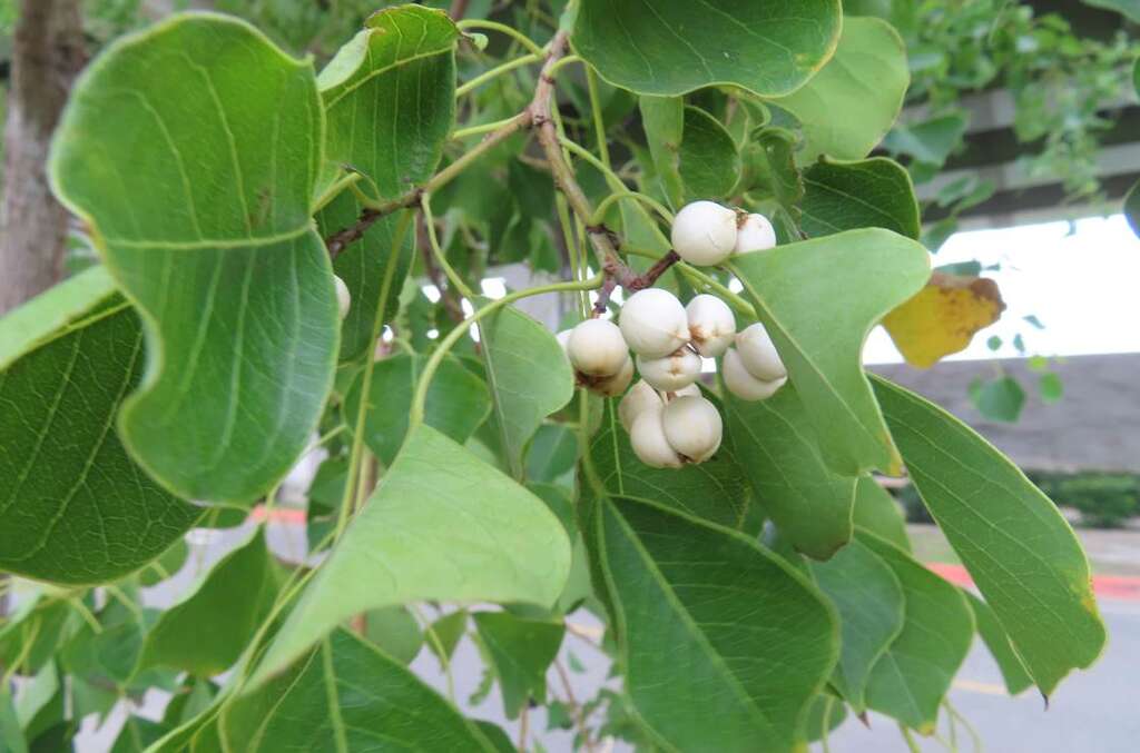 乌桕树上的白果图片