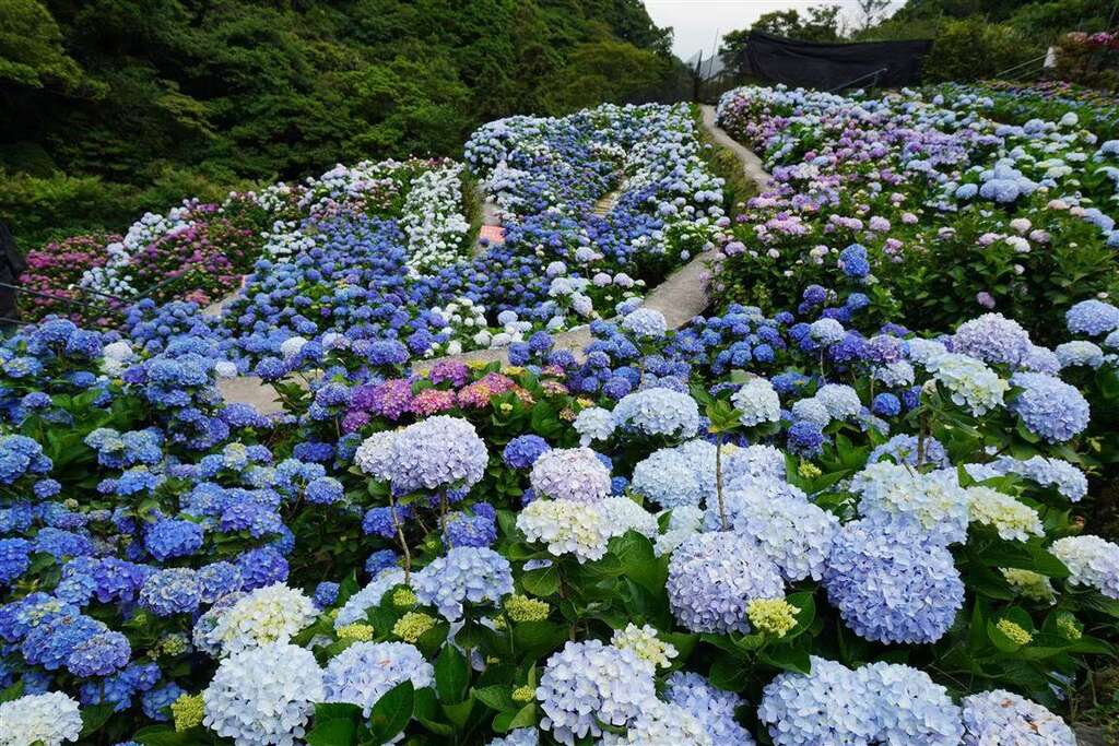 大梯田花卉生態農園5月至6月為繡球花季