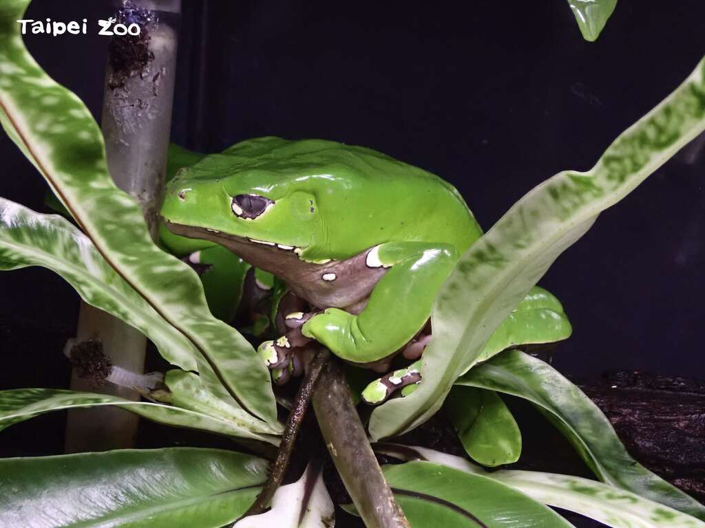 「巨人猴树蛙」是在夜间活动的蛙类，因为爬行时的动作看起来很像猴子而得名「猴树蛙」