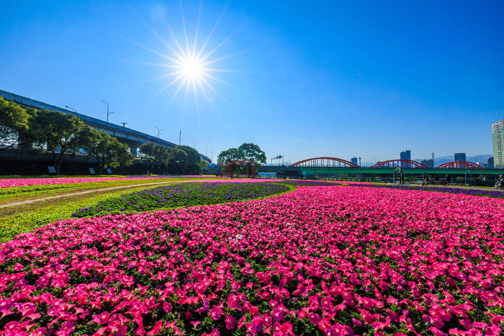 花海已陸續盛開中