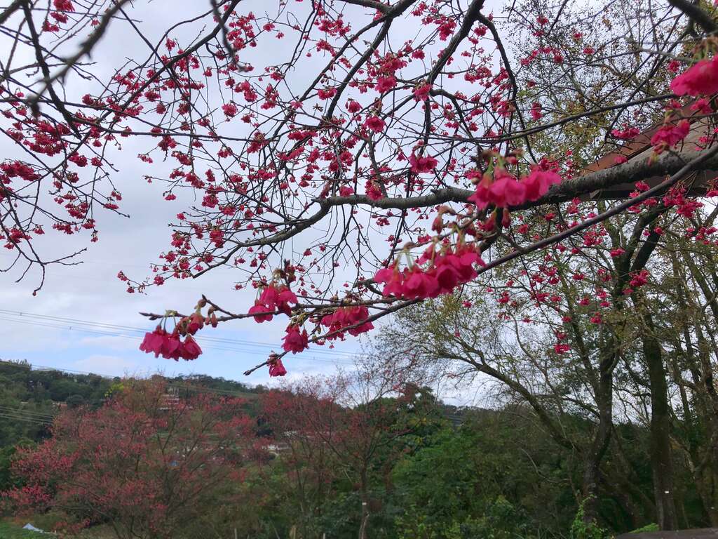 櫻花開