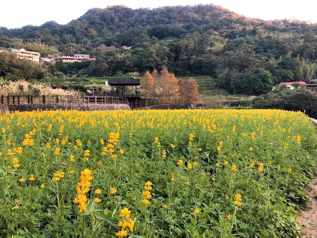 猫空鲁冰花盛开