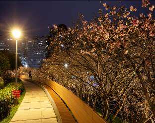 夜晚还能在步道旁赏樱