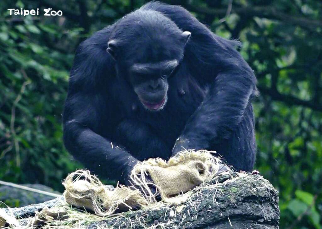 聰明的黑猩猩還會先摸一摸福袋外面，確定那袋裡面有比較硬的無花果、核桃，他們才要打開來吃