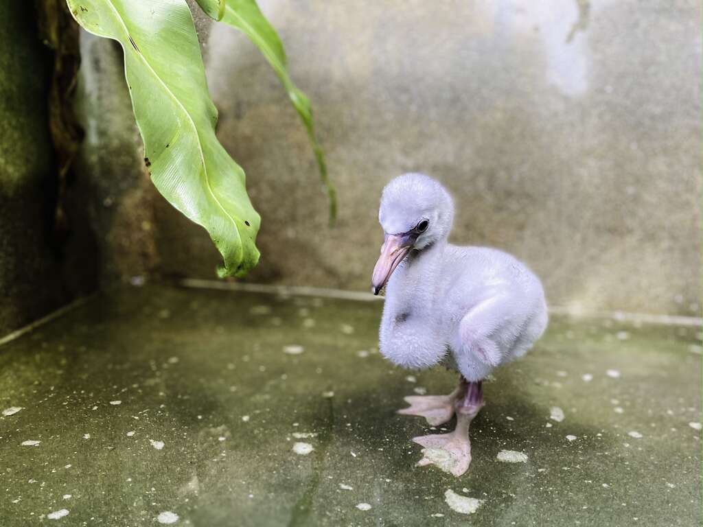 四个多月以来都靠保育员持续以人工育幼方式，辛苦拉拔他长大（王韦政摄）