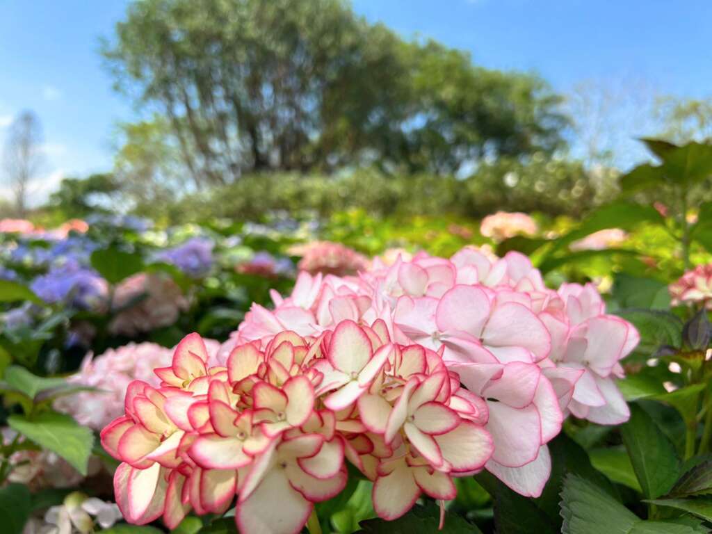 大安森林公園繡球花開增添繽紛春意。