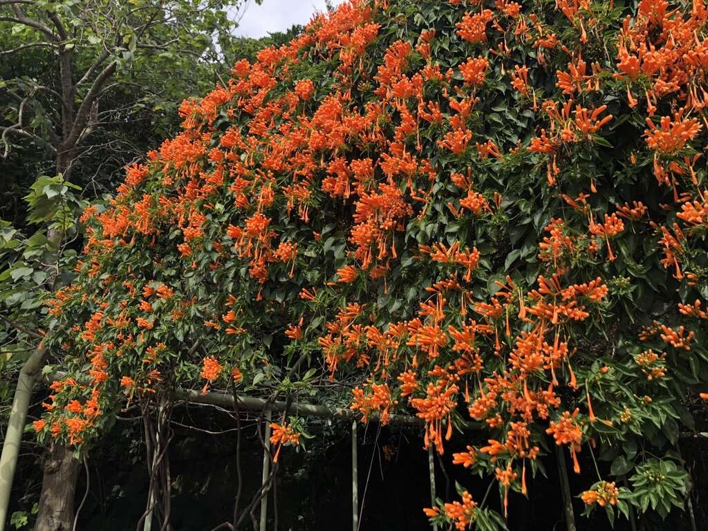 花博圓山園區炮仗花橘黃瀑布景象超壯觀。