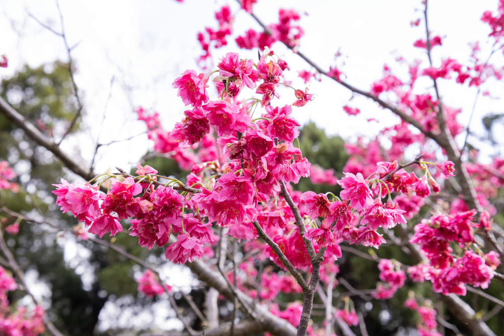 正在盛开的八重樱，因花瓣密集重叠而得名