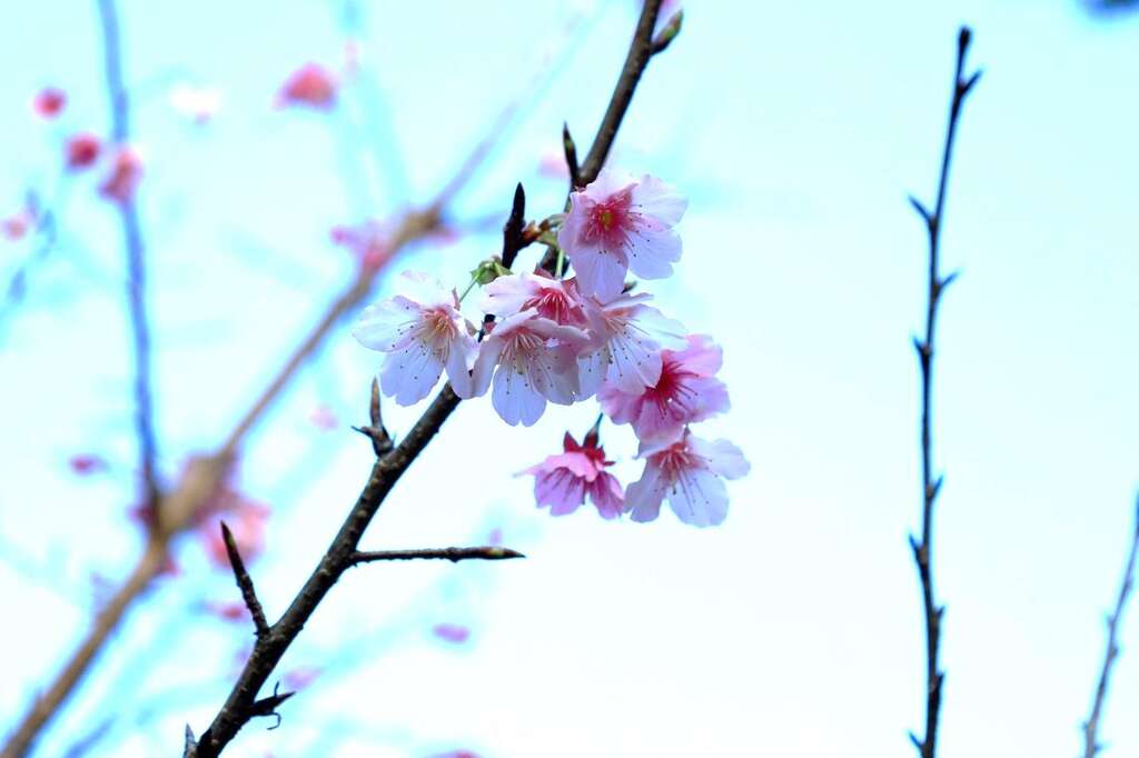 早開的昭和櫻
