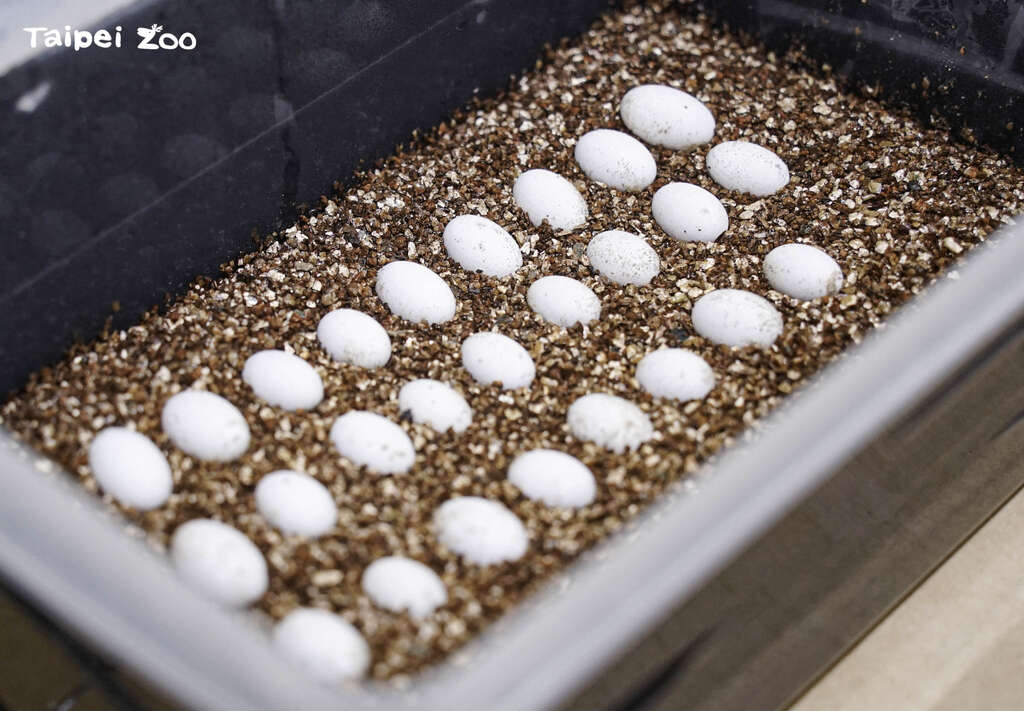 七彩变色龙的卵在气候温暖食物相对丰富的环境中才孵化，来确保子代能有更佳的机会存活