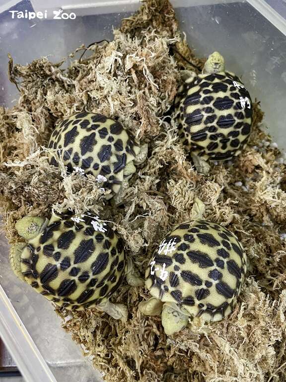 保育員模擬野外環境條件，將緬甸星龜的卵放入低溫環境進行刺激，就能提高緬甸星龜的孵化率（黃建宸攝）