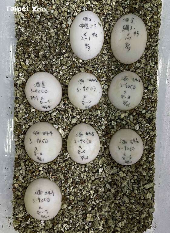 緬甸星龜會利用發育停滯(滯育)的方式，讓產下的卵能在氣候溫暖食物相對豐富的環境中才孵化（黃建宸攝）
