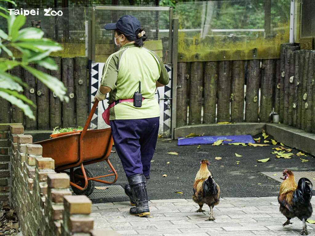虽然小鸡现在已经长大，但只要听到保育员的声音，就会循声奔向「阿潘」妈妈