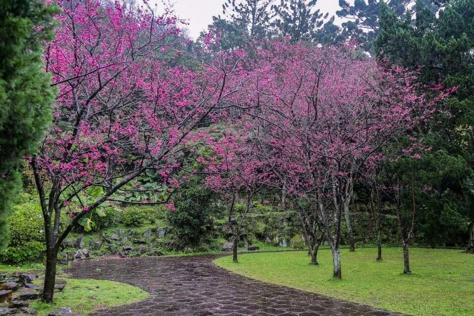 櫻花開的像一棵棵粉色棉花糖