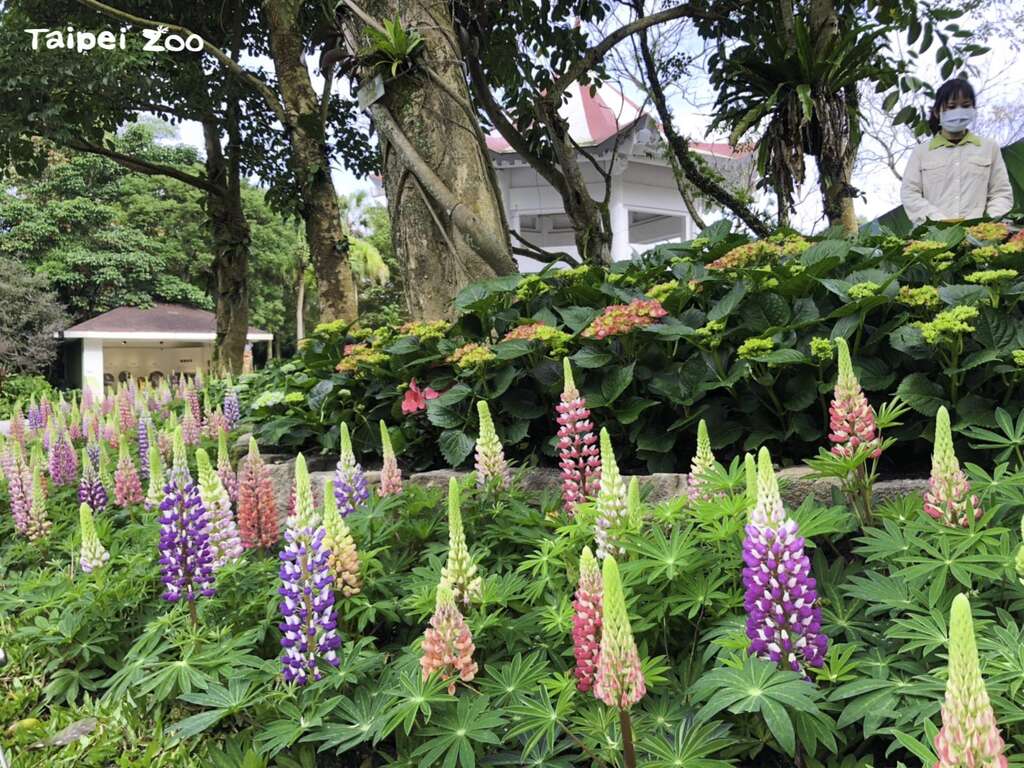 「羽扇豆」有個大家熟悉的俗稱-「魯冰花」（范雅靜攝）