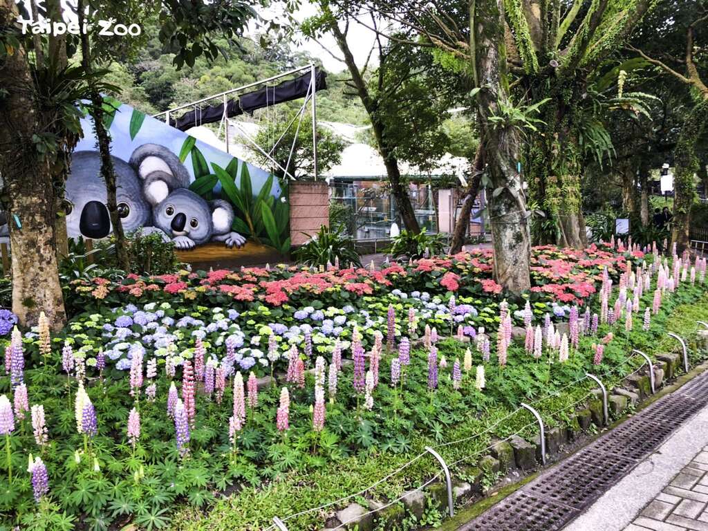 除了「繡球花」,花壇的外圈還有一簇簇色彩繽粉的「玉米」,其實這植物名字叫」羽扇豆」(范雅靜攝)