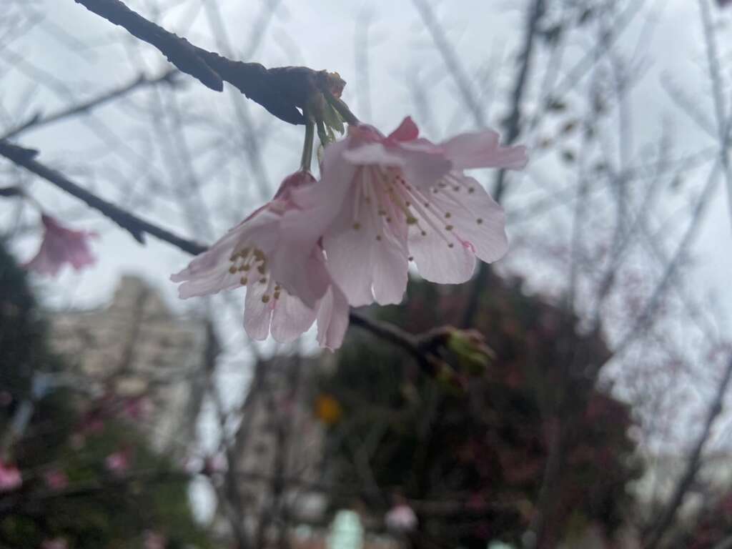 樱花绽放灿烂却短暂，请把握这一期一会的相遇。