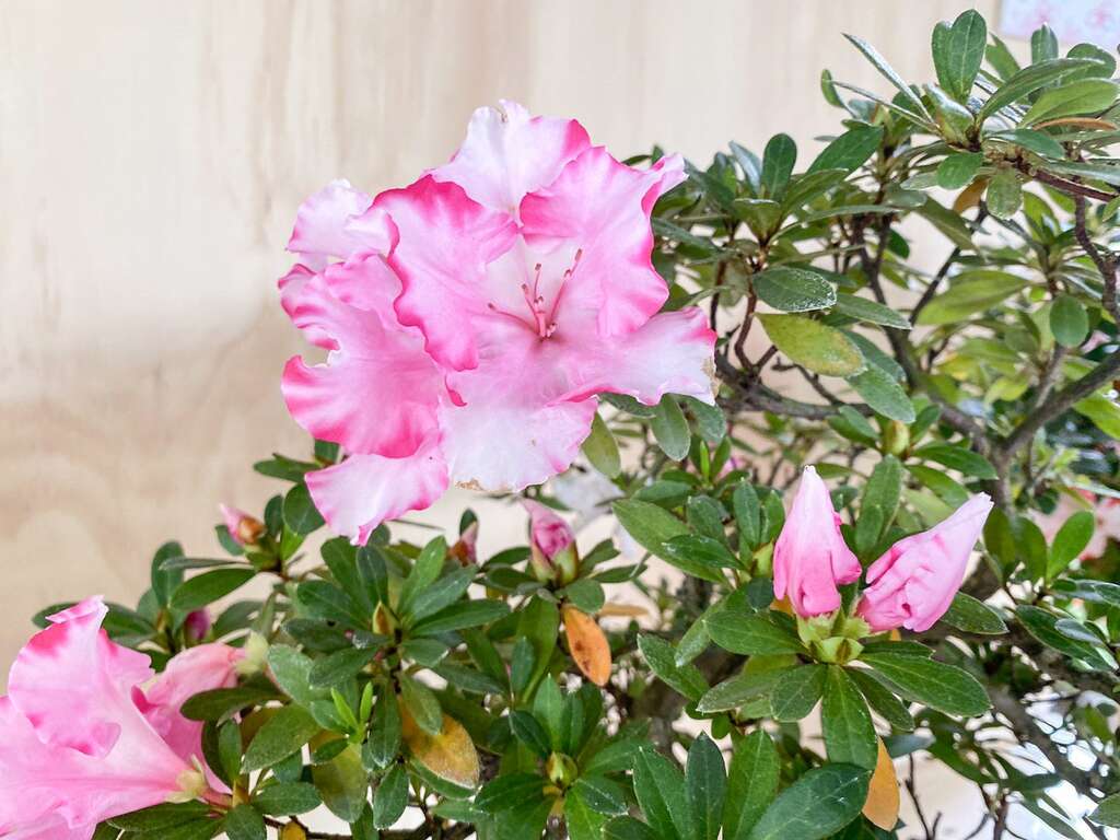 不同品种杜鹃的花型、花色各具特色