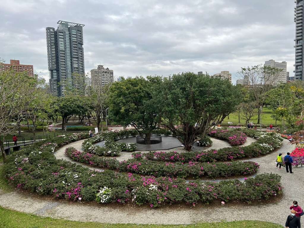 杜鹃花心心的平户杜鹃陆续绽放