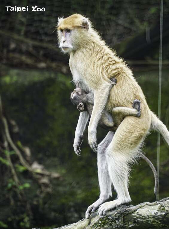 红猴宝宝会手脚并用，很努力地抱住妈妈
