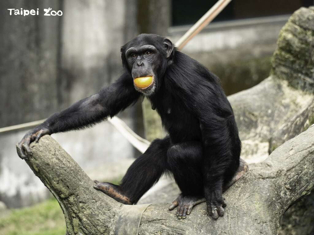 為了提供給動物更豐富的選擇，動物廚房將食譜中20%的比例調整為當季才有的農產品，作為豐富化食材