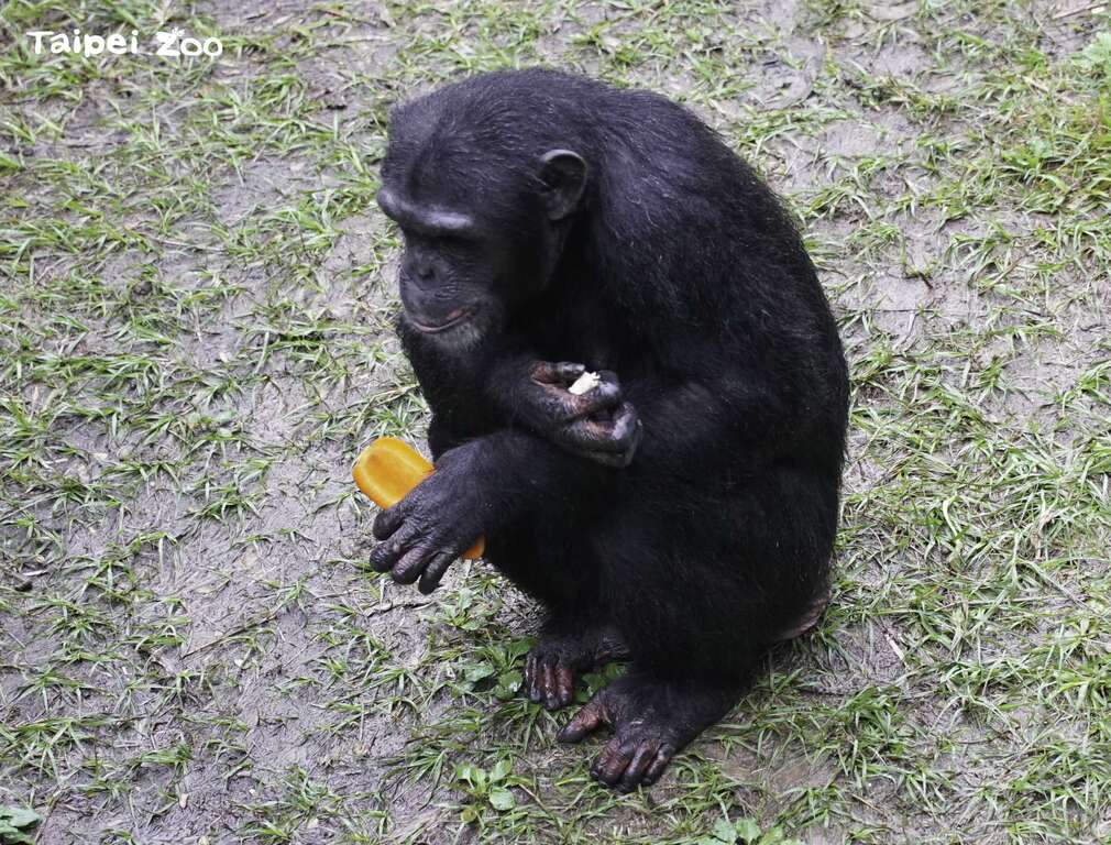 黑猩猩对於各式食材接受度出奇的高