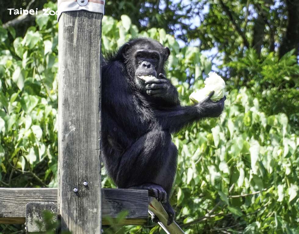 雖然每種動物或不同個體喜歡的食物不盡相同，但動物們都因為食材變化增加，生活得更幸福